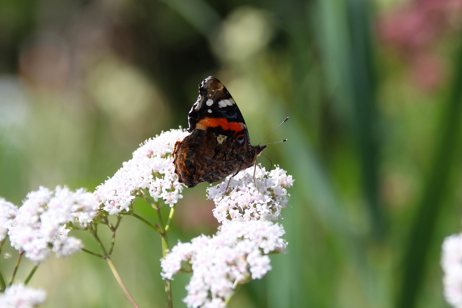 Schmetterling auf weißer Blüte