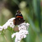 Schmetterling auf weißer Blüte