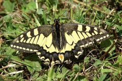 Schmetterling auf Wiese