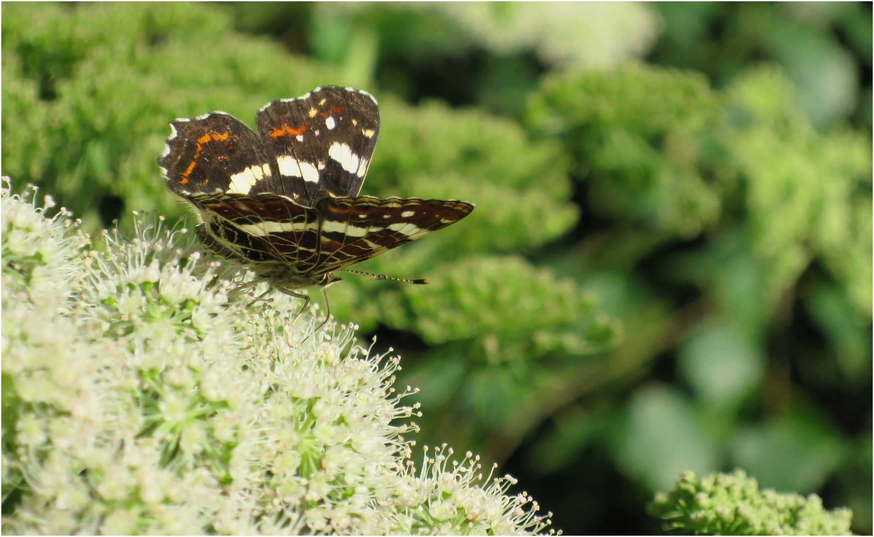 Schmetterling auf Wiesenbärenklau