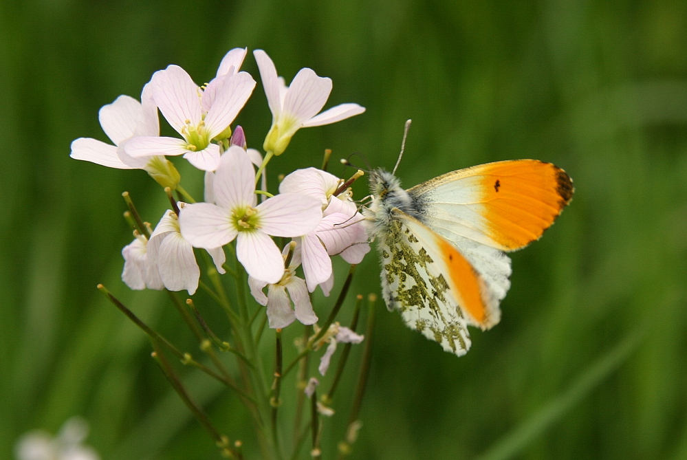 Schmetterling auf Wiesenschaumkraut