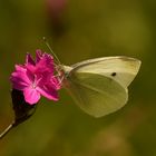 Schmetterling auf Wilder Nelke