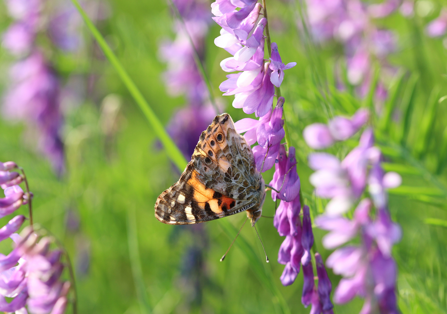 Schmetterling auf wilder Wicke