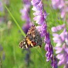 Schmetterling auf wilder Wicke