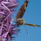 Schmetterling auf Zierlauch