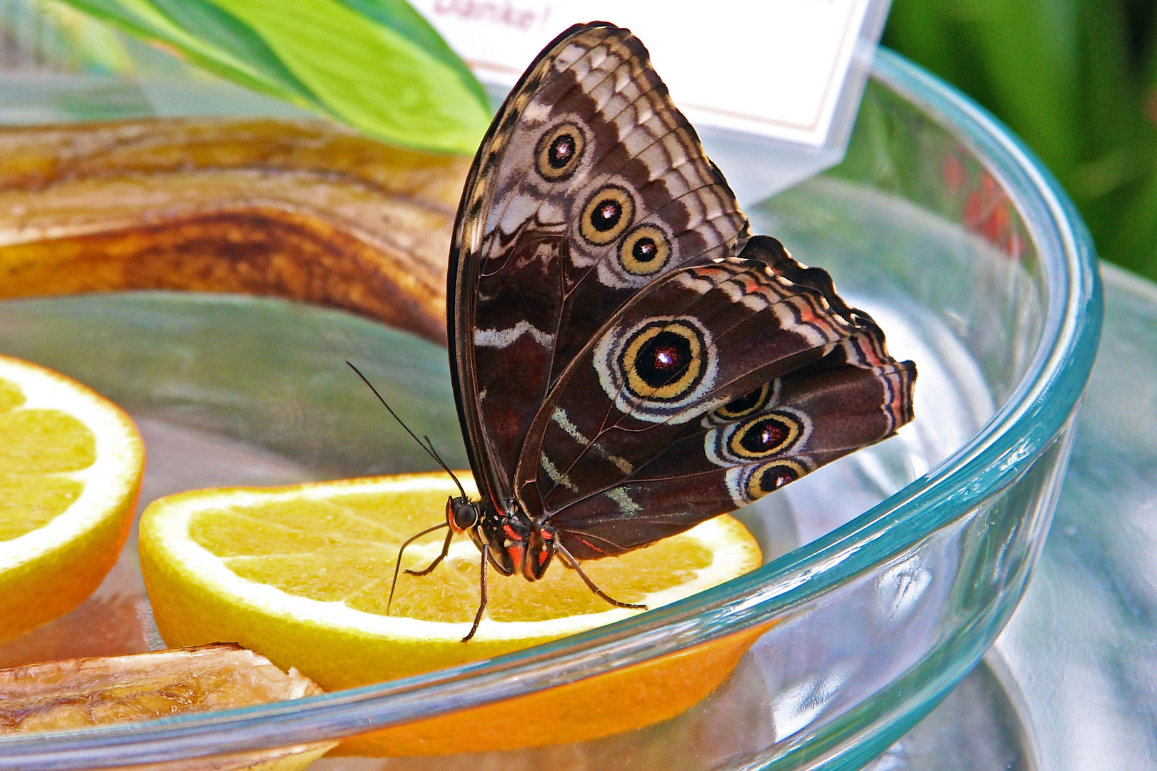 Schmetterling auf Zitrone