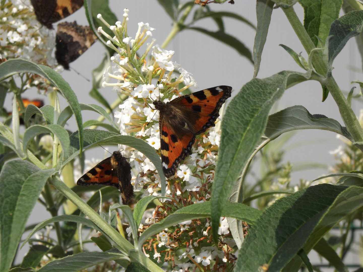 Schmetterling aufen Fliederbusch