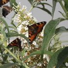 Schmetterling aufen Fliederbusch