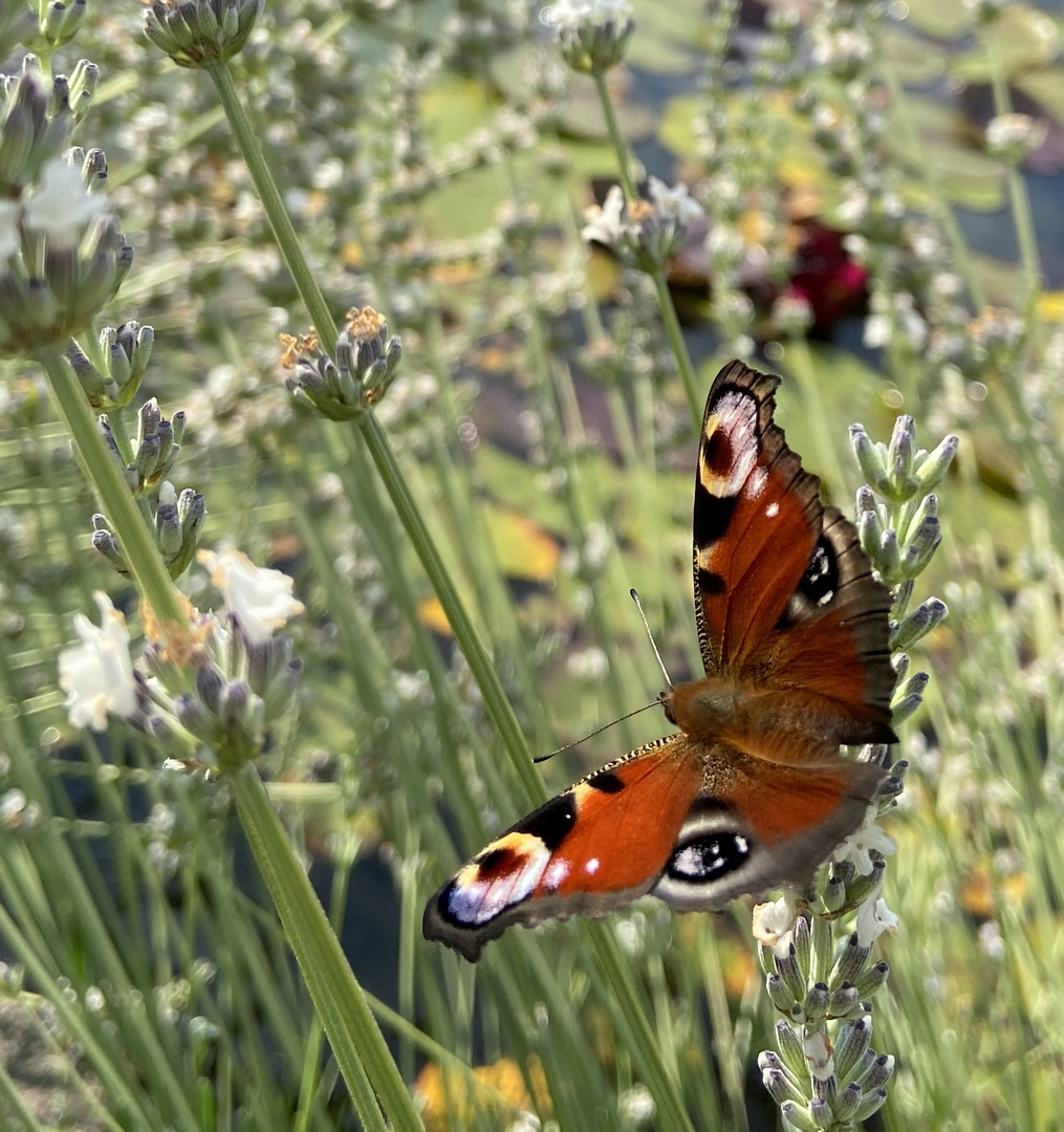 Schmetterling aufgenommen mit IPhone 