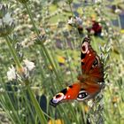 Schmetterling aufgenommen mit IPhone 