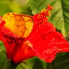 Schmetterling auf,in Hibiskus 001