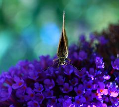 Schmetterling - Aug in Auge