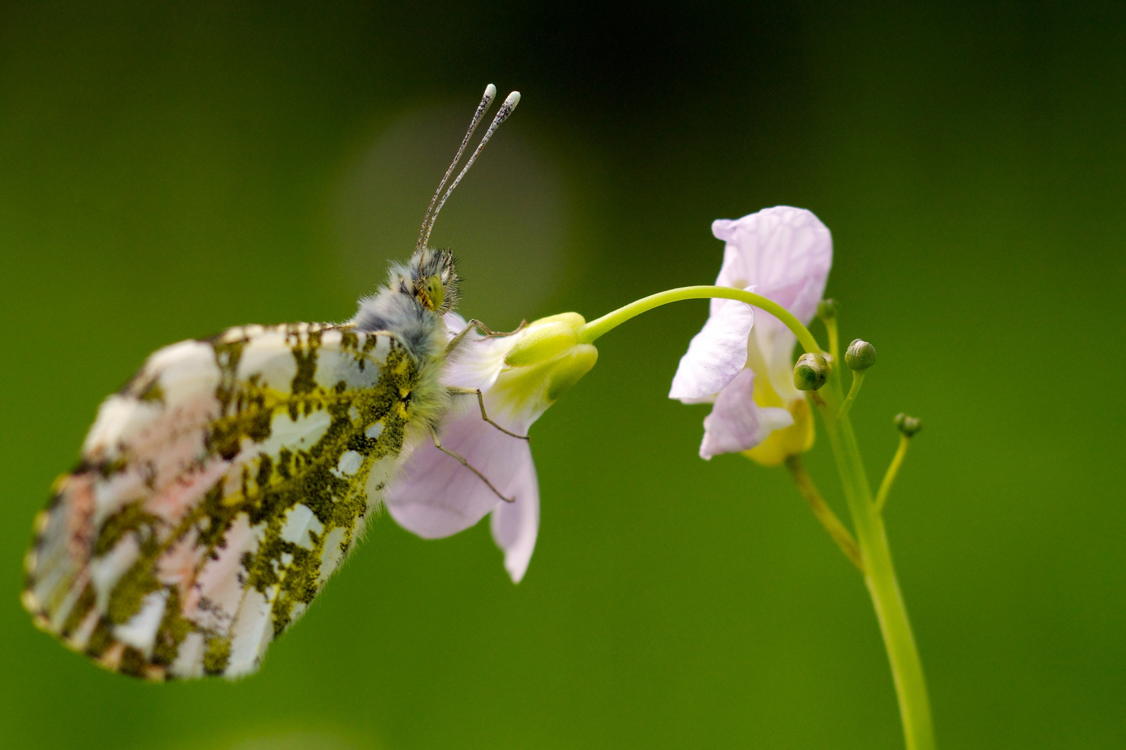 Schmetterling: Aurorafalter