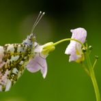 Schmetterling: Aurorafalter