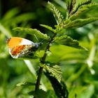 Schmetterling ( Aurorafalter )