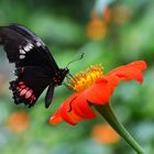 Schmetterling aus Amsterdam