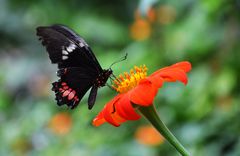 Schmetterling aus Amsterdam