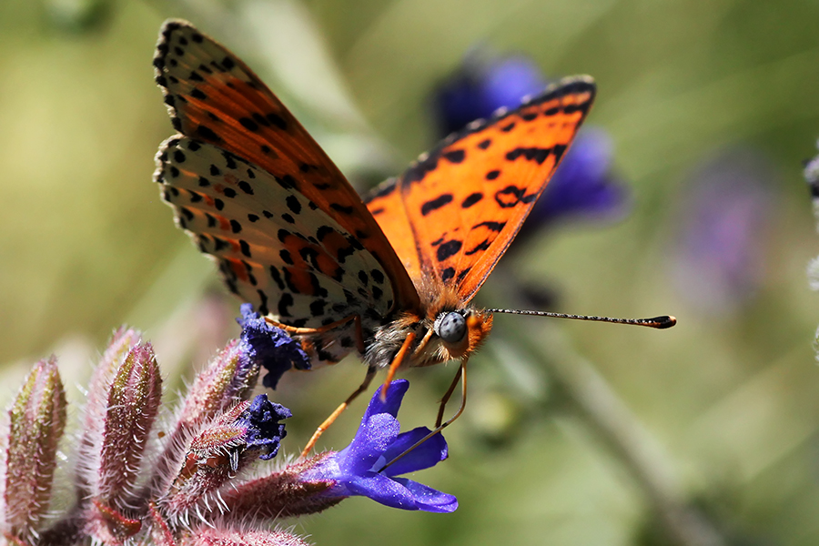 schmetterling aus boncuk berg