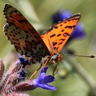 schmetterling aus boncuk berg