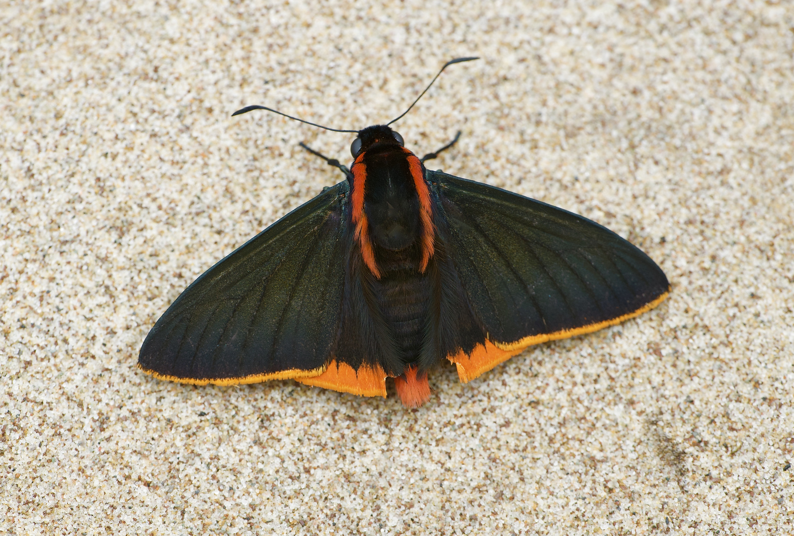 Schmetterling aus dem bergregenwald von Peru