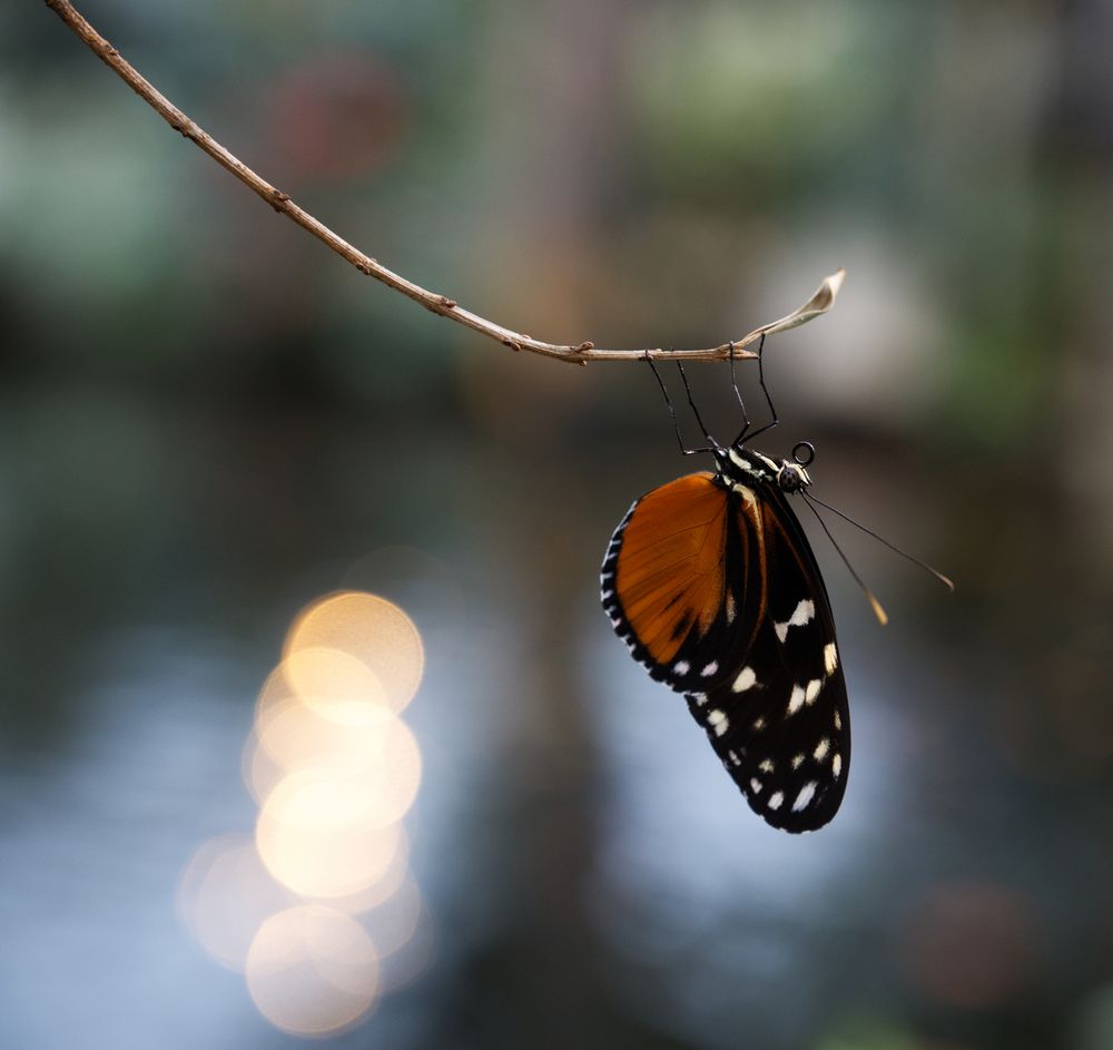 Schmetterling aus dem Schmetterlingsgarten Emsflower Foto