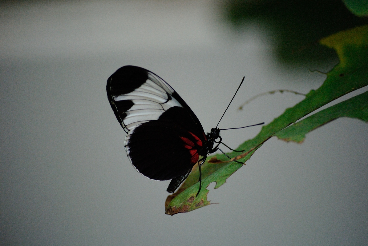 Schmetterling aus der Biosphäre Potsdam 2