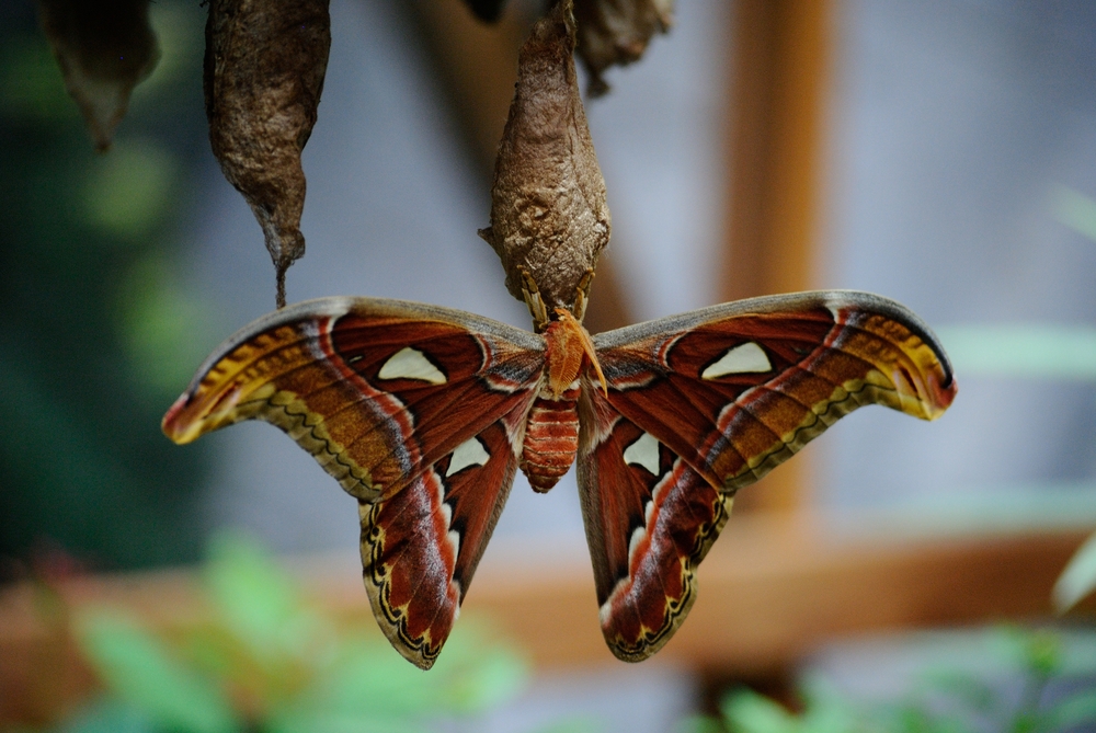 Schmetterling aus der Biosphäre Potsdam