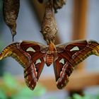 Schmetterling aus der Biosphäre Potsdam