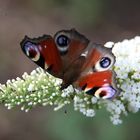 Schmetterling aus der Nähe