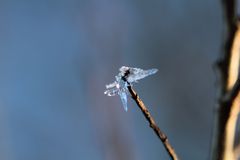 Schmetterling aus Eis