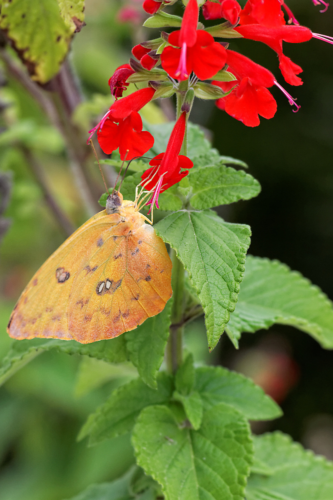 Schmetterling aus Florida