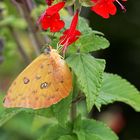 Schmetterling aus Florida