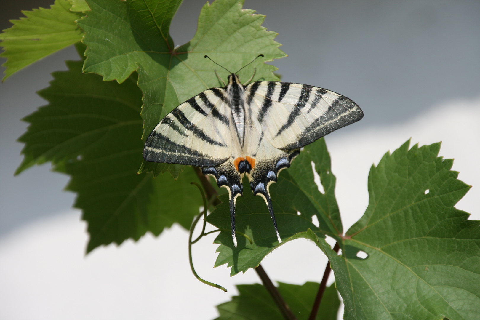 Schmetterling aus Italien