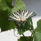 Schmetterling aus Italien