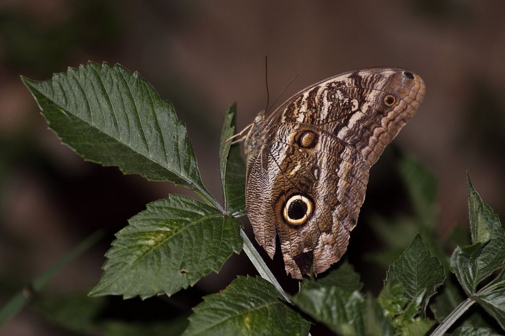 Schmetterling aus Kolumbien