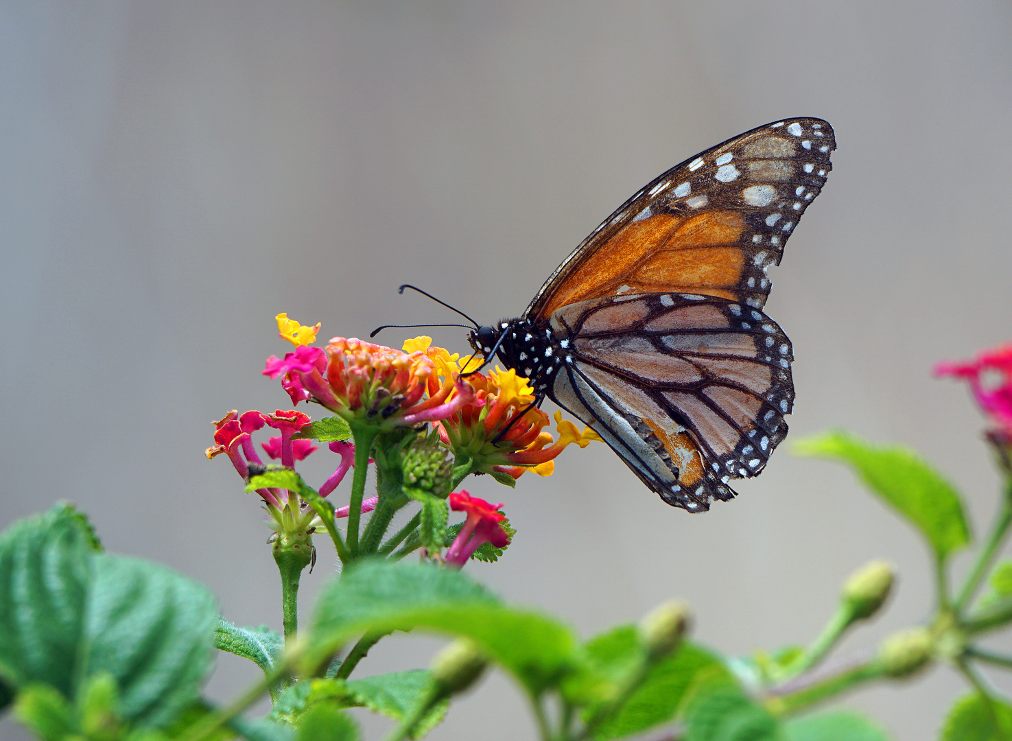 Schmetterling aus Madeira