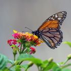 Schmetterling aus Madeira