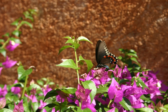 Schmetterling aus Mexico