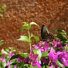 Schmetterling aus Mexico