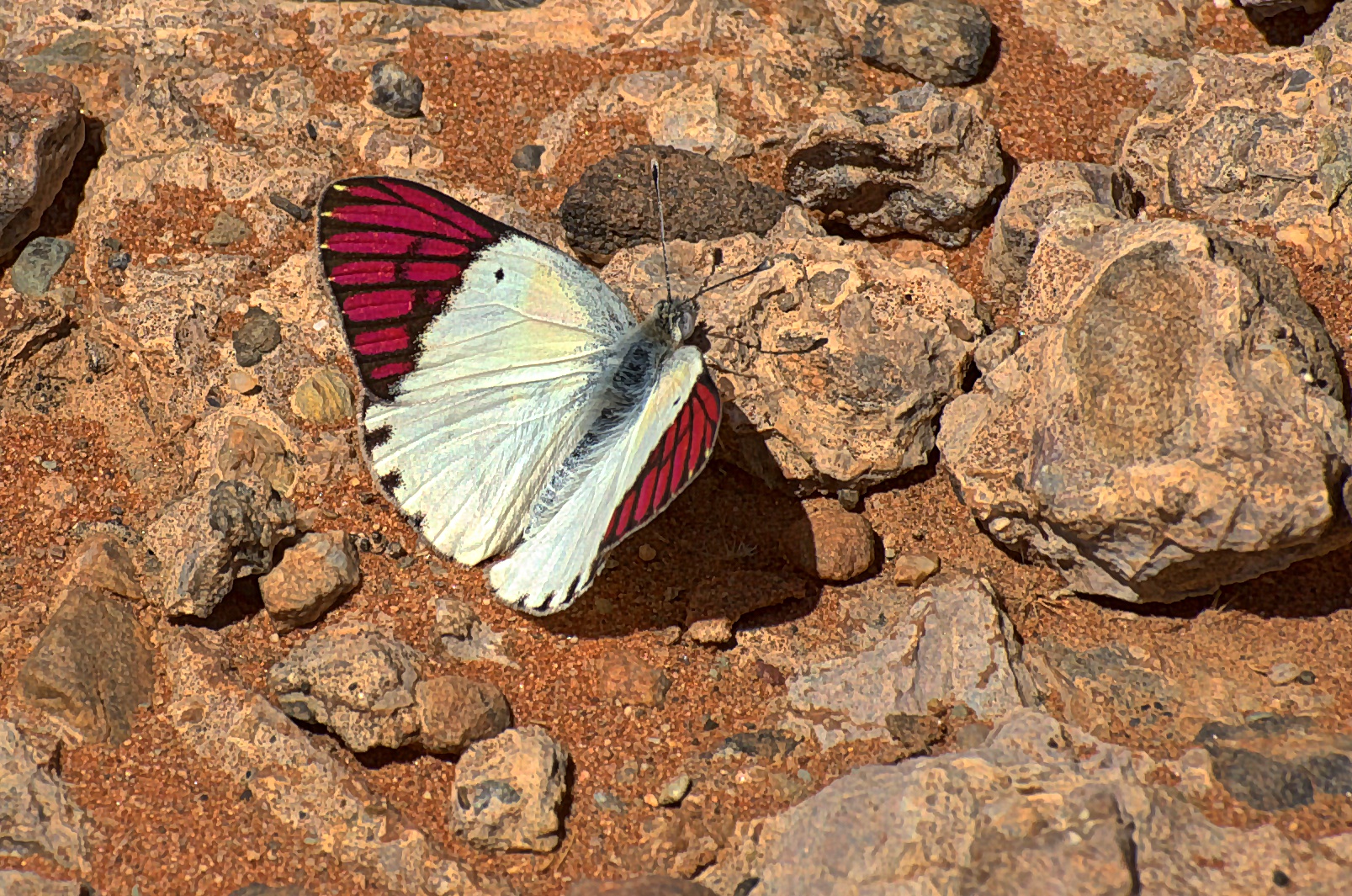 Schmetterling aus Namibia