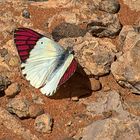 Schmetterling aus Namibia