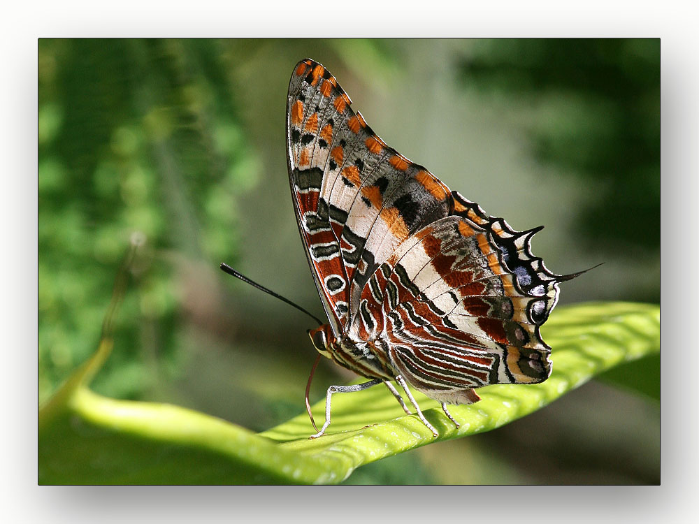 Schmetterling aus Namibia - wer kennt ihn ?