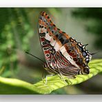 Schmetterling aus Namibia - wer kennt ihn ?