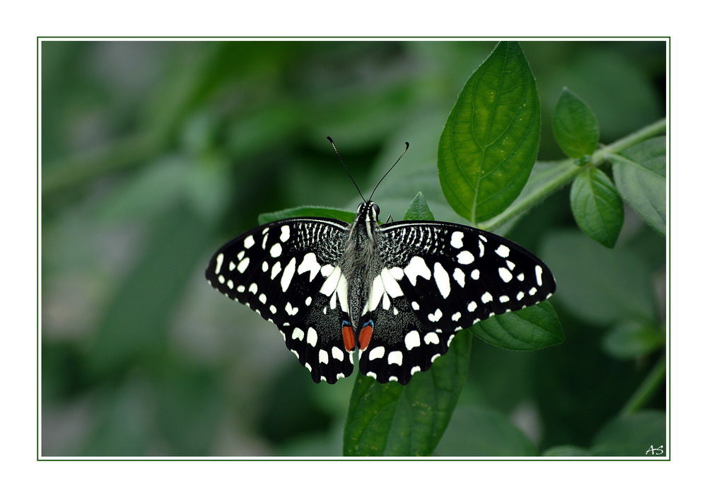 Schmetterling aus Spanien