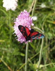 Schmetterling aus Stuls, Südtirol