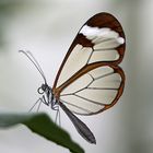 Schmetterling aus Südamerika