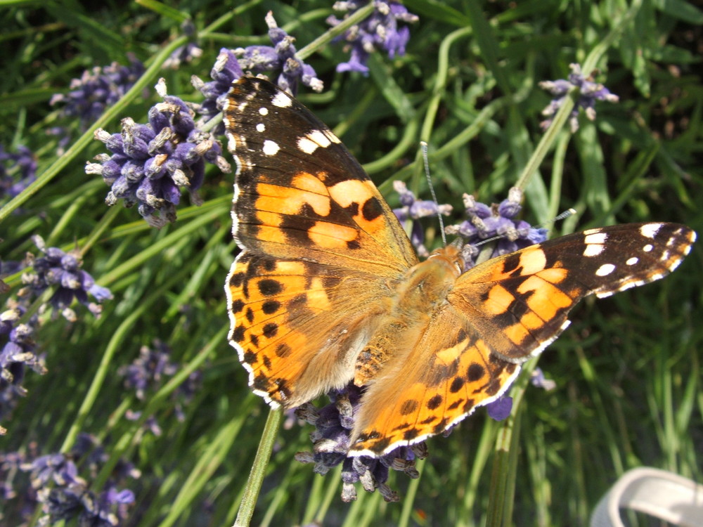 Schmetterling aus Usedom