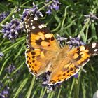 Schmetterling aus Usedom