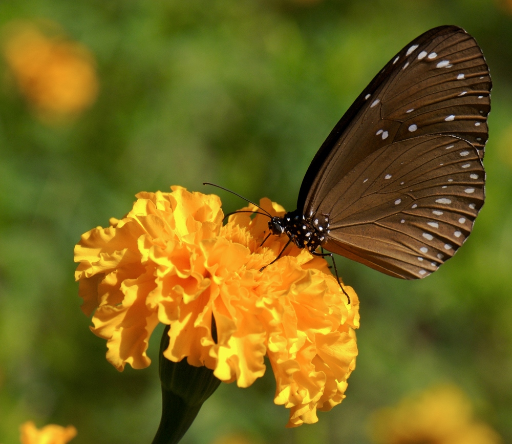 Schmetterling aus VN