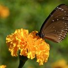 Schmetterling aus VN